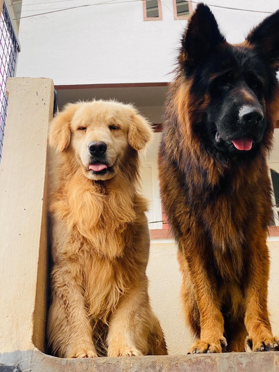 Golden Retriever and German Shepherd sharing the doorway